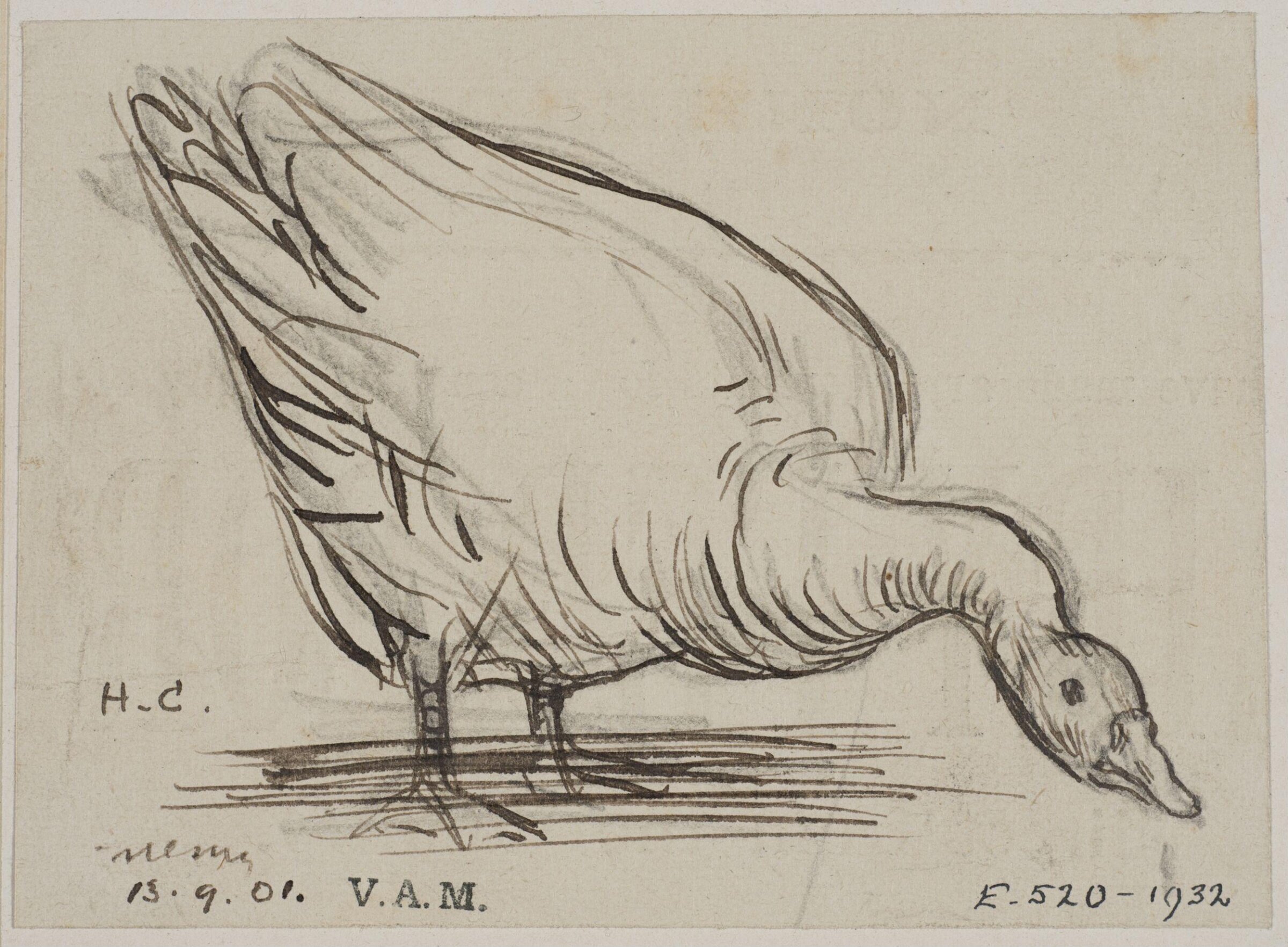 Animals drawn from memory, Herbert Cole, ca. 1890-1929