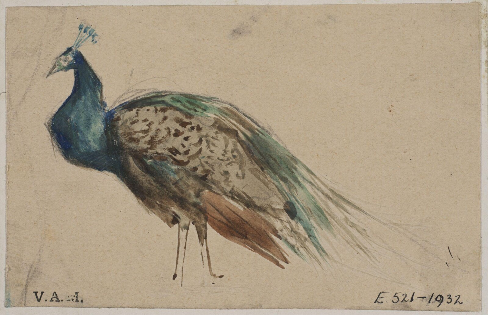 Animals drawn from memory, Herbert Cole, ca. 1890-1929