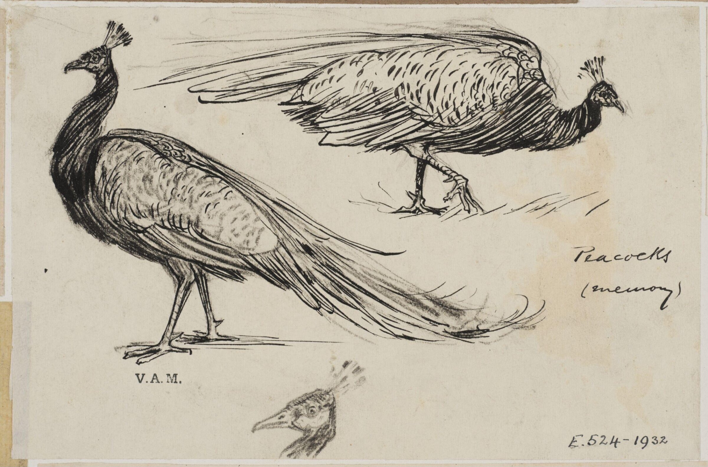 Animals drawn from memory, Herbert Cole, ca. 1890-1929