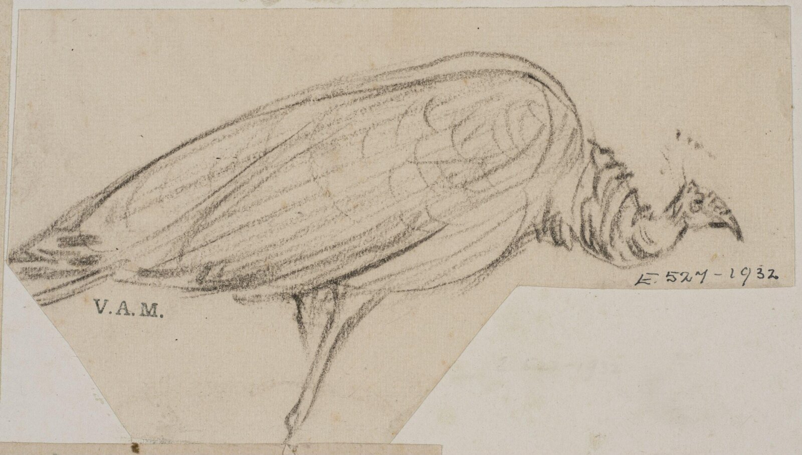 Animals drawn from memory, Herbert Cole, ca. 1890-1929