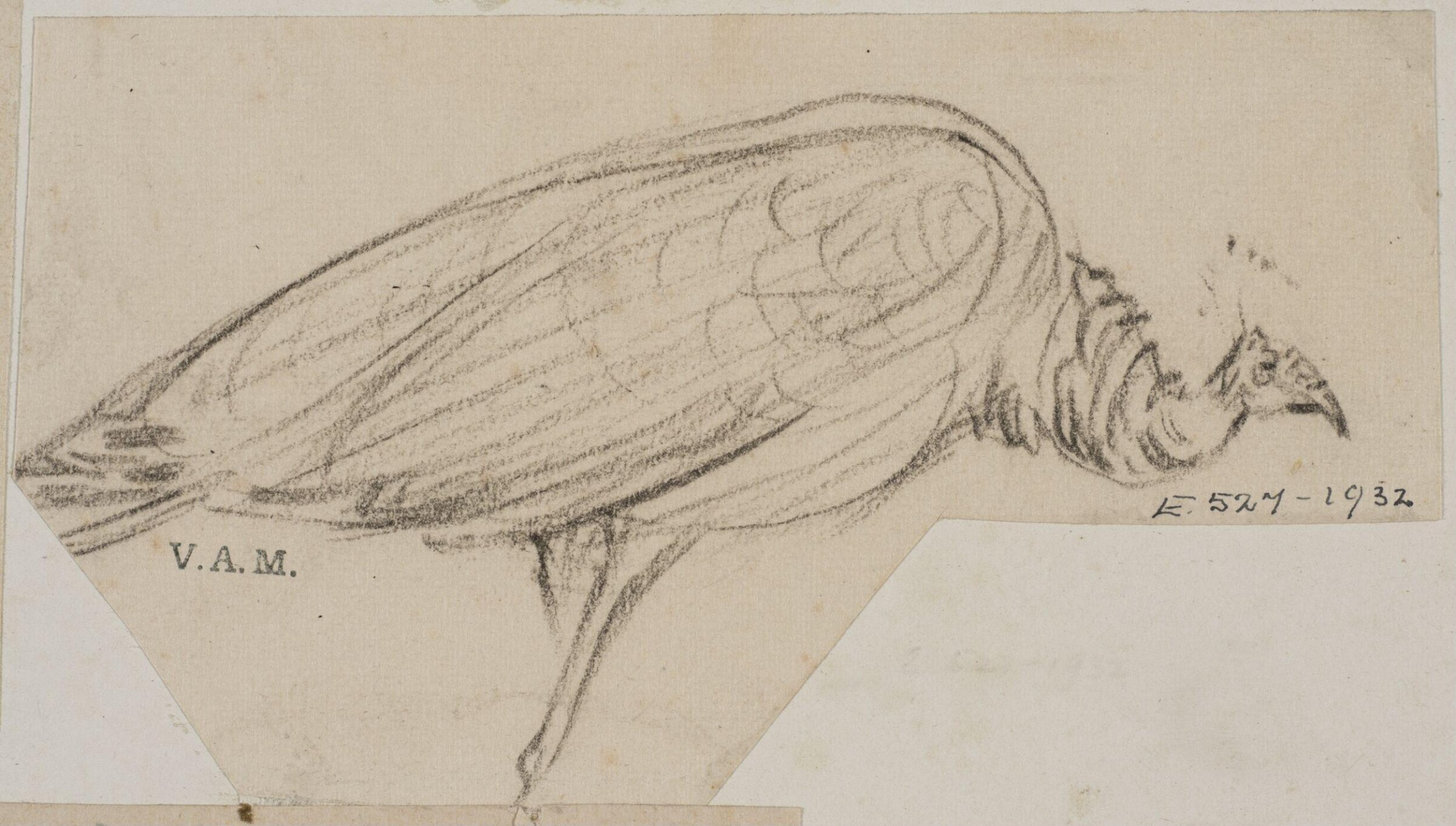 Animals drawn from memory, Herbert Cole, ca. 1890-1929