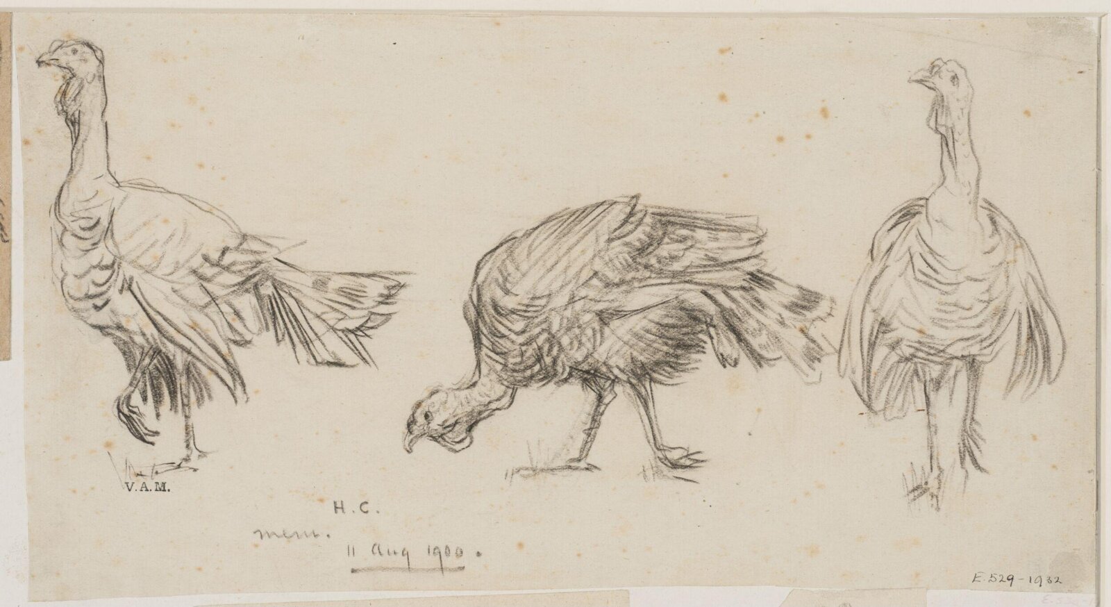 Animals drawn from memory, Herbert Cole, ca. 1890-1929