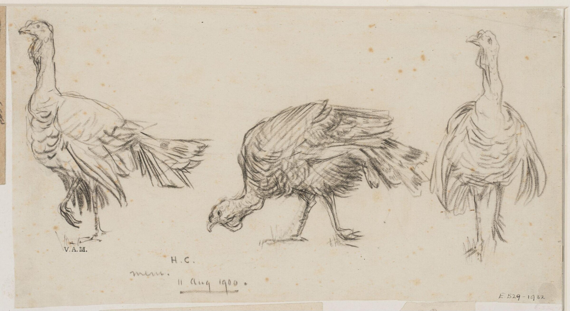 Animals drawn from memory, Herbert Cole, ca. 1890-1929