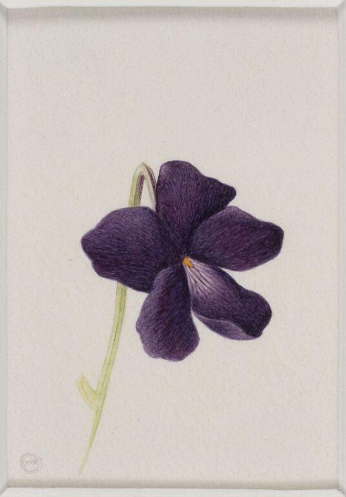 Wild Violet, Jenny Brasier, 2000