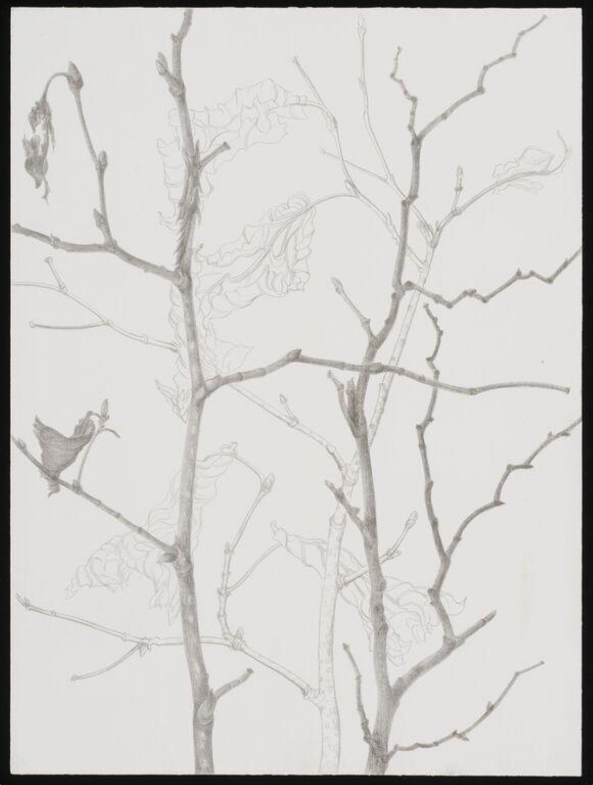Drawing, Jeannine Cook
