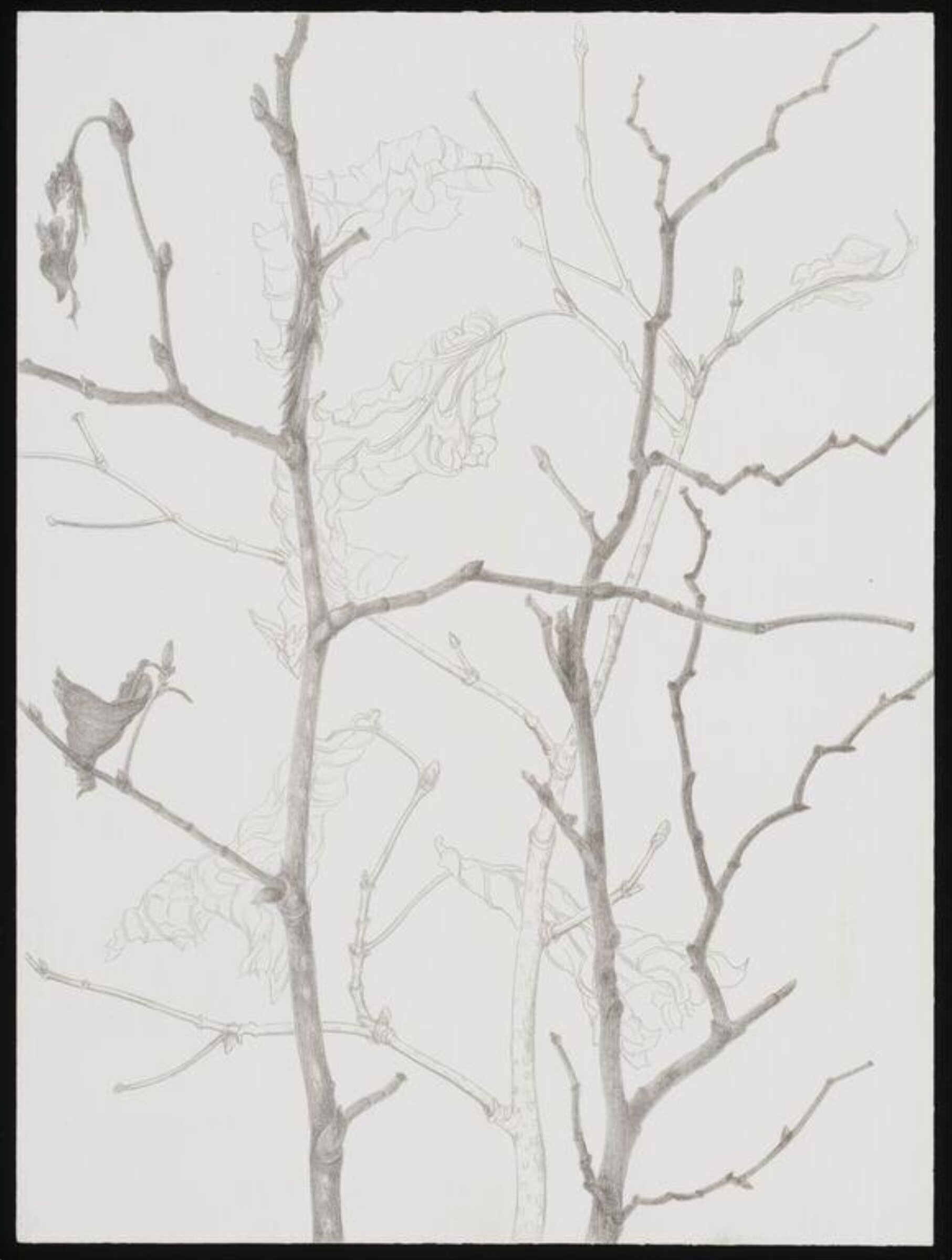 Drawing, Jeannine Cook