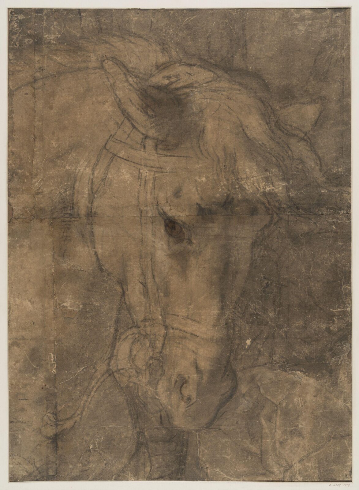 A Horse's Head, mid 16th century