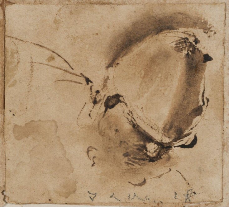 Head and Shoulders of a Man in a Helmet