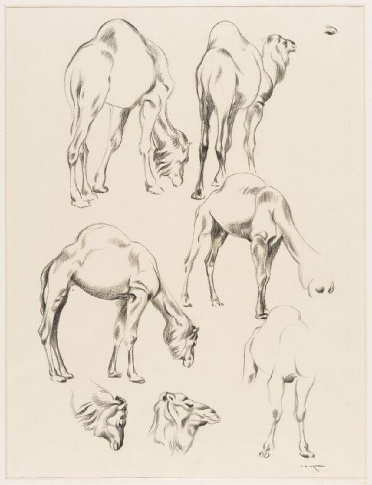 Dromedary, Norbertine Bresslern-Roth