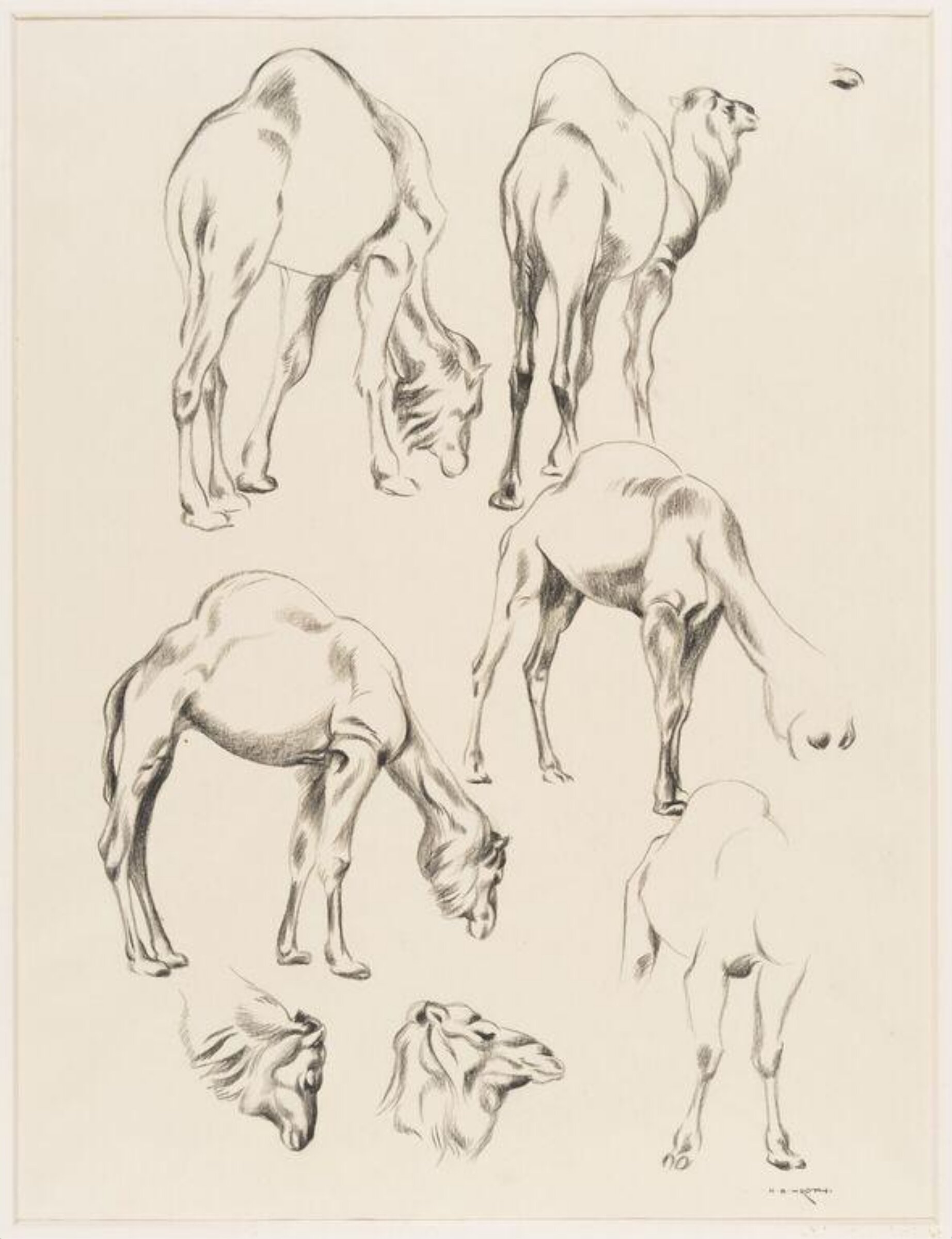 Dromedary, Norbertine Bresslern-Roth
