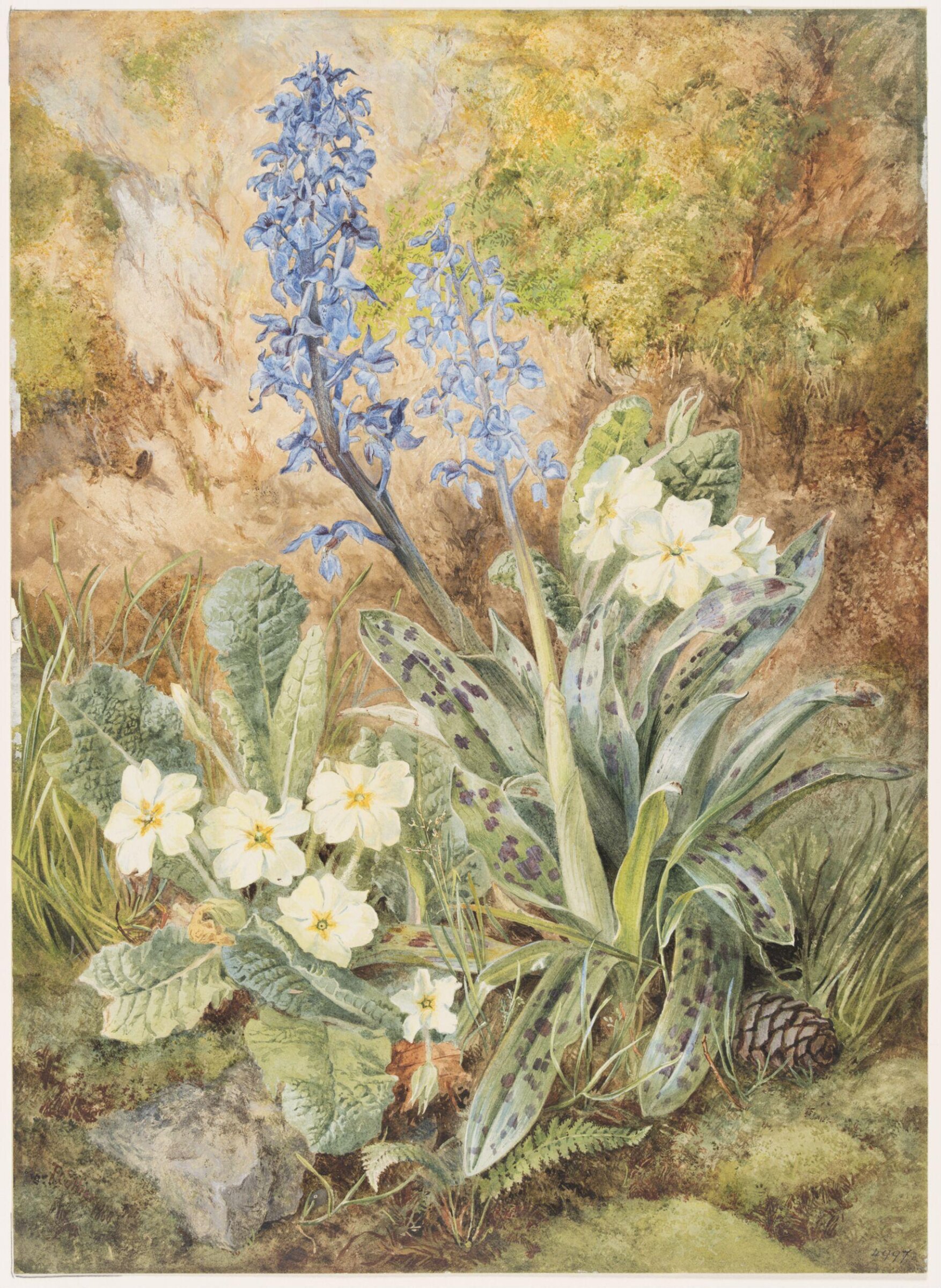 Purple Orchids and Primroses, Thomas Frederick Collier, ca. 1855-1874