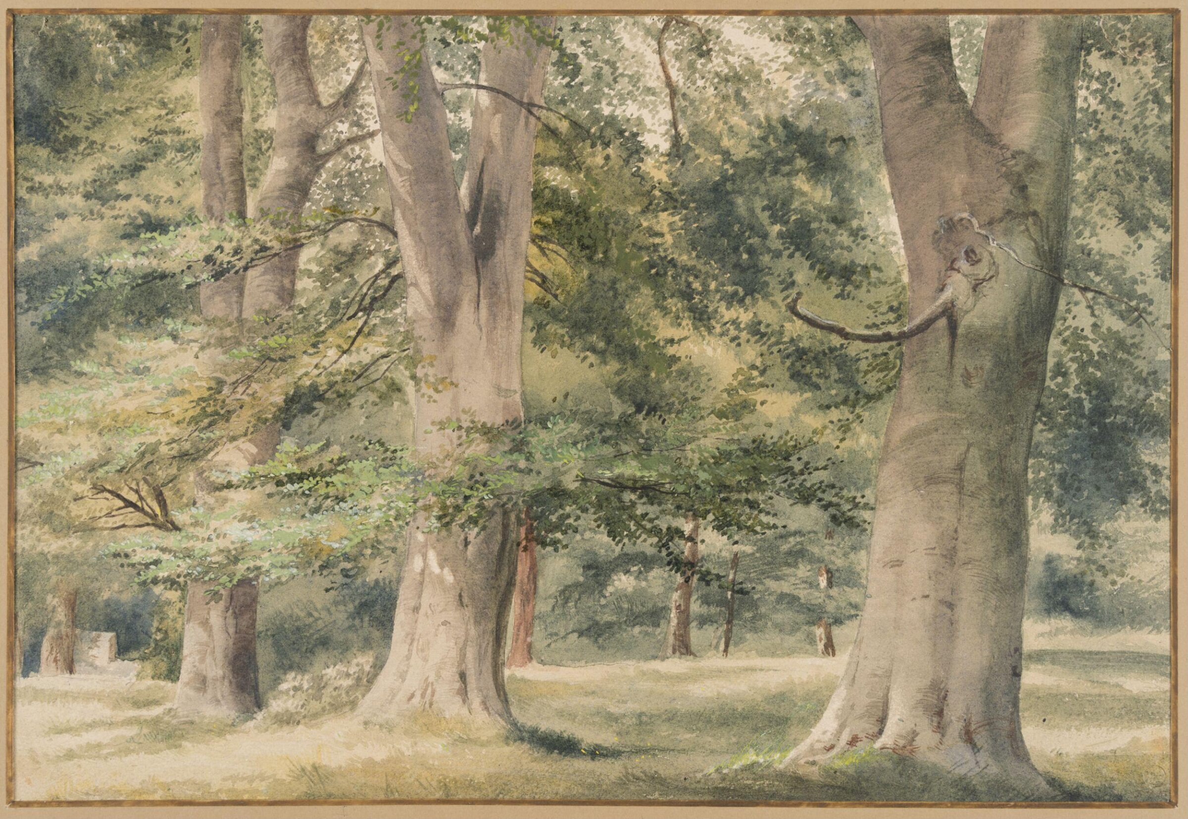 Beech Trees, Thomas Frederick Collier, ca. 1855-1874