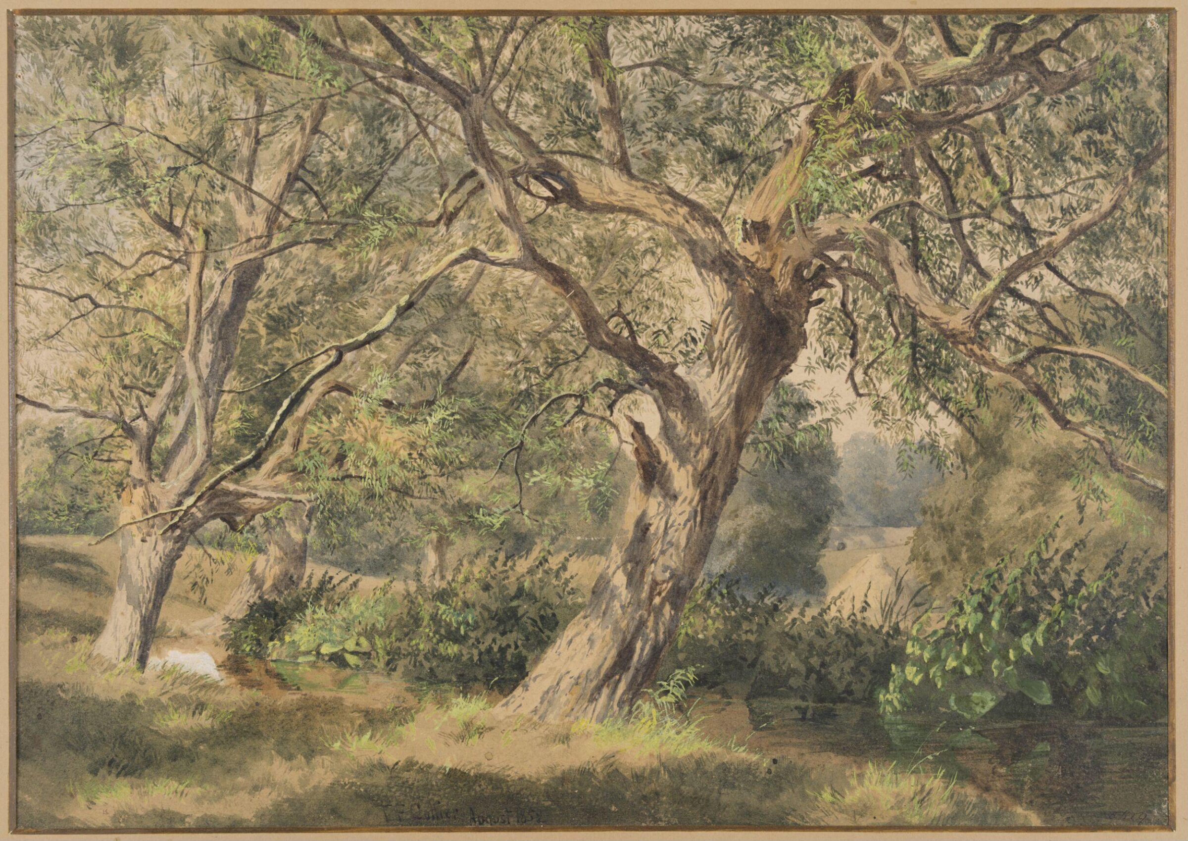 Study of Trees, 1852, Thomas Frederick Collier, 1852