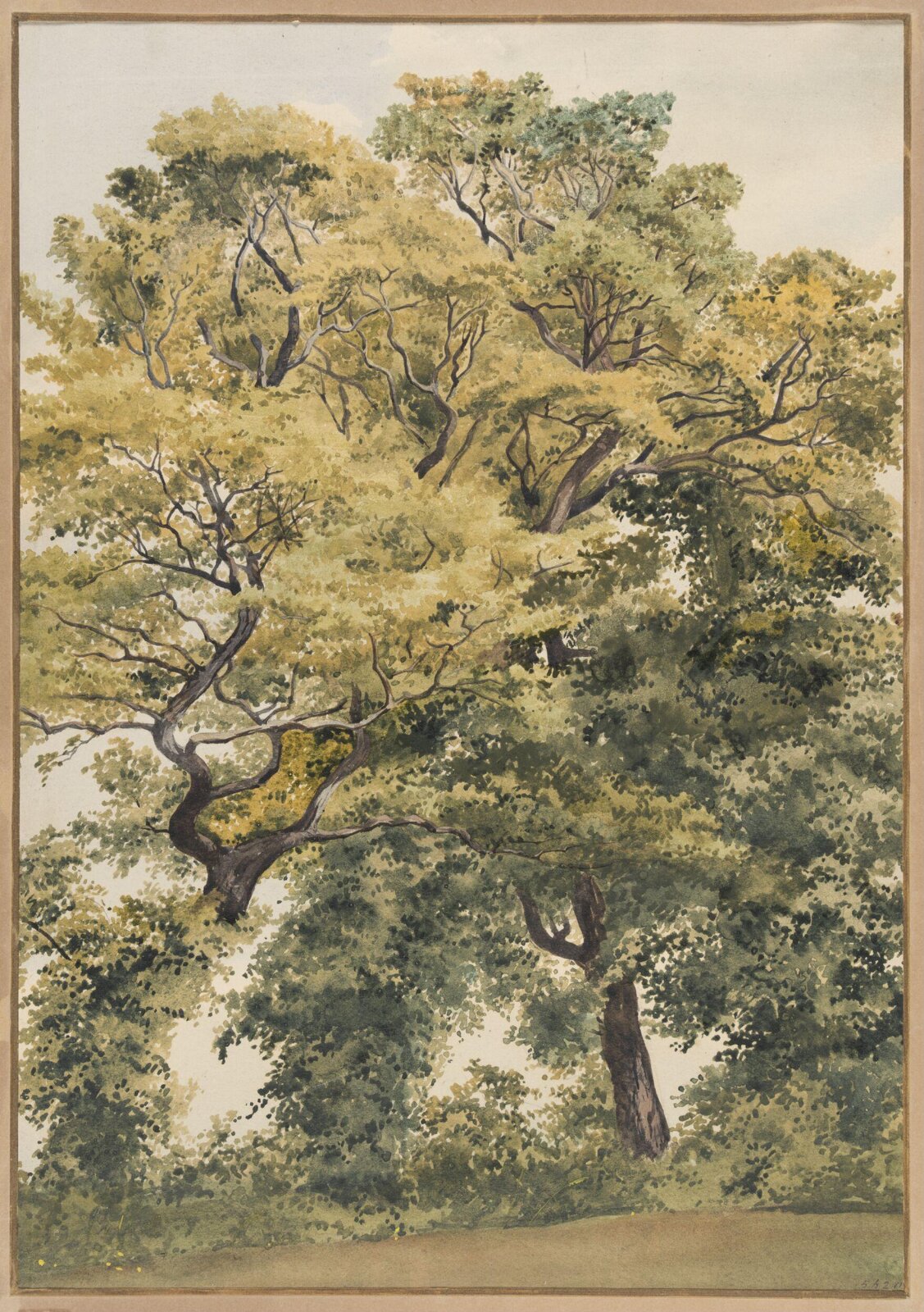 Study of Trees, Thomas Frederick Collier, 1850s
