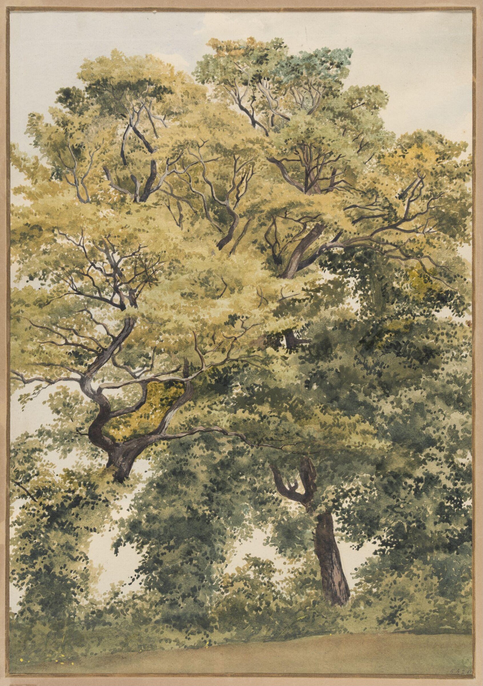 Study of Trees, Thomas Frederick Collier, 1850s