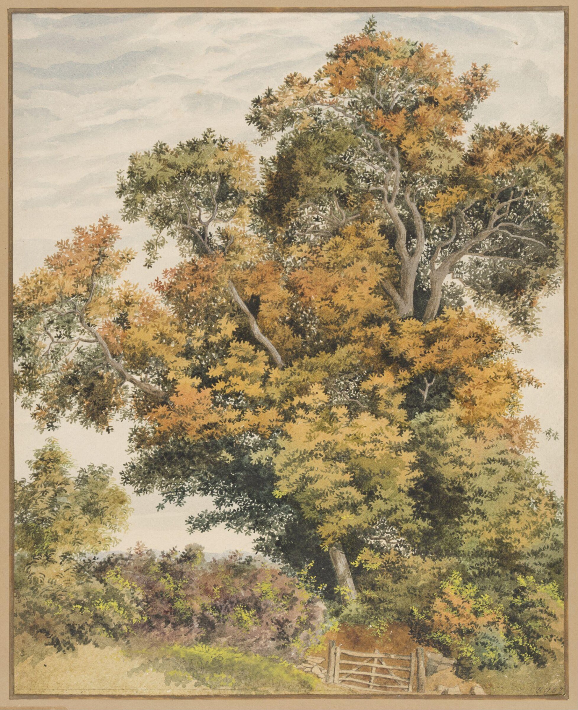 Study of an Oak Tree, Thomas Frederick Collier, ca. 1855-1874