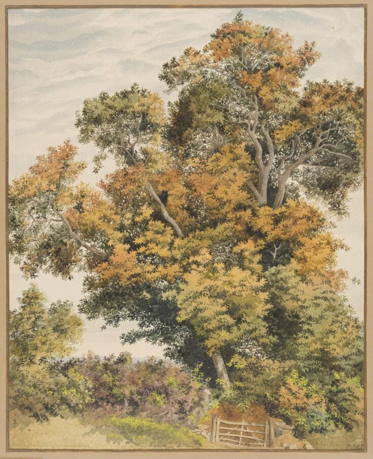 Study of an Oak Tree top image