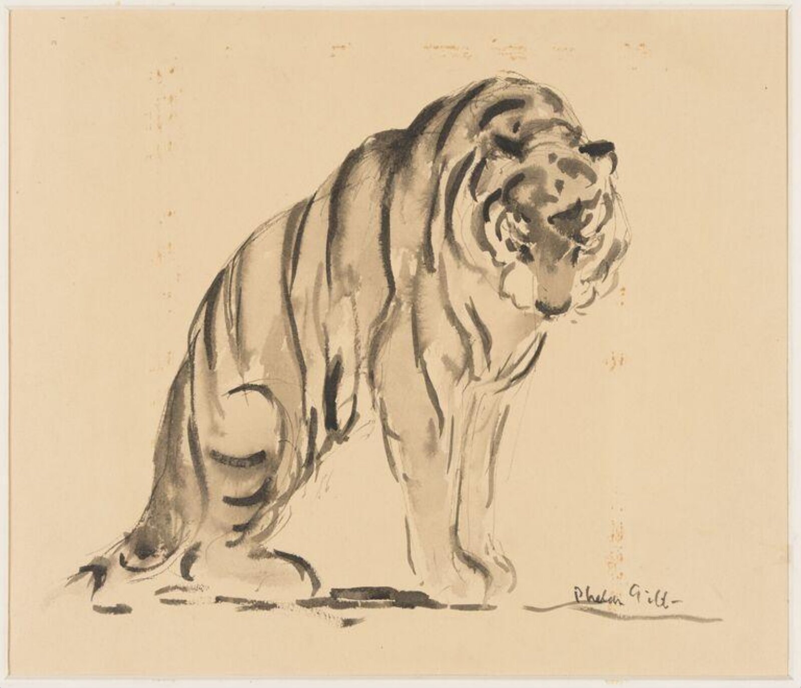 Tiger, Phelan Gibb