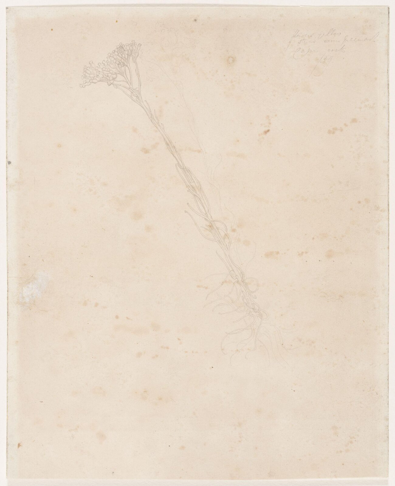 Drawing, Frederic Lord Leighton, Mid-19th century