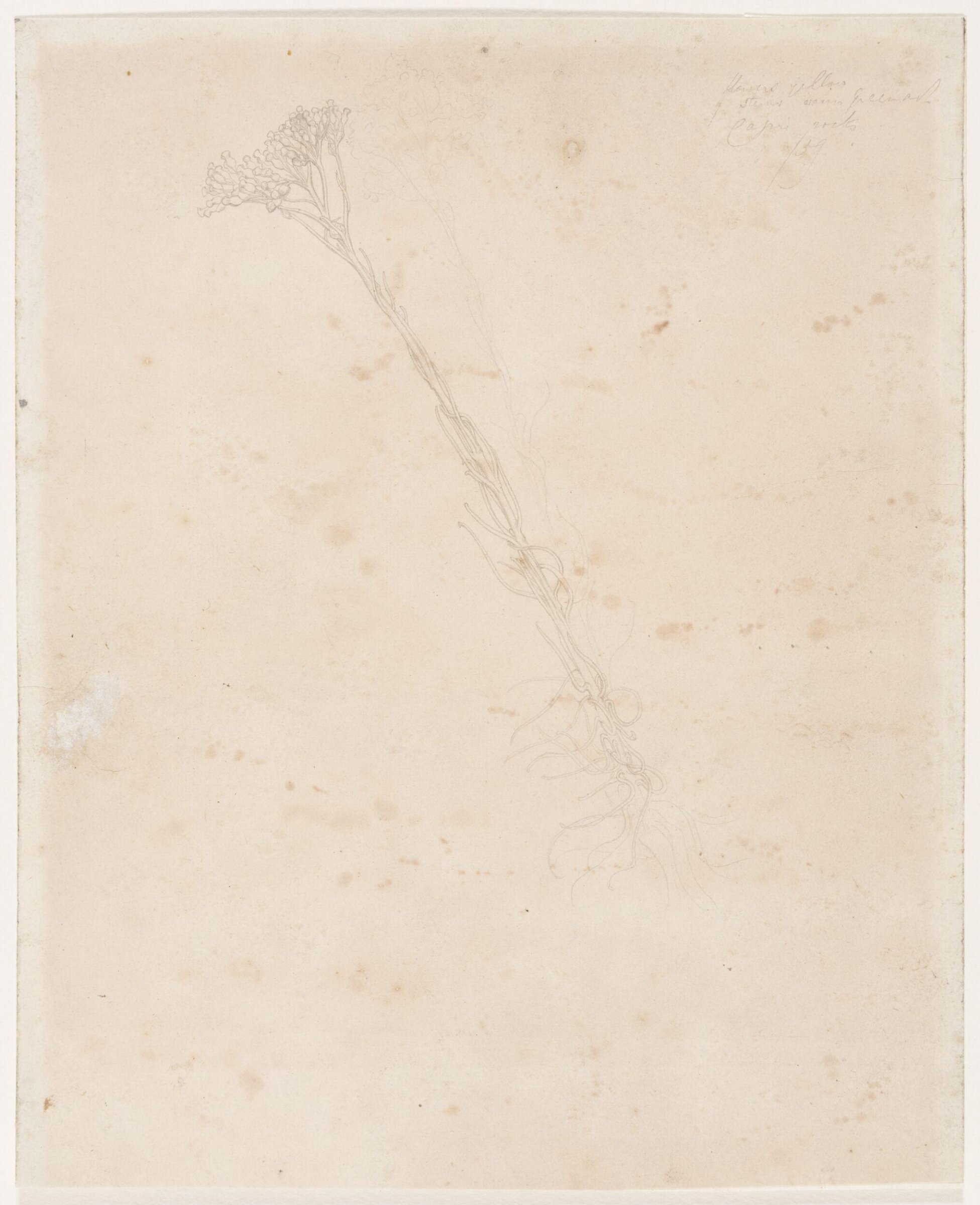 Drawing, Frederic Lord Leighton, Mid-19th century