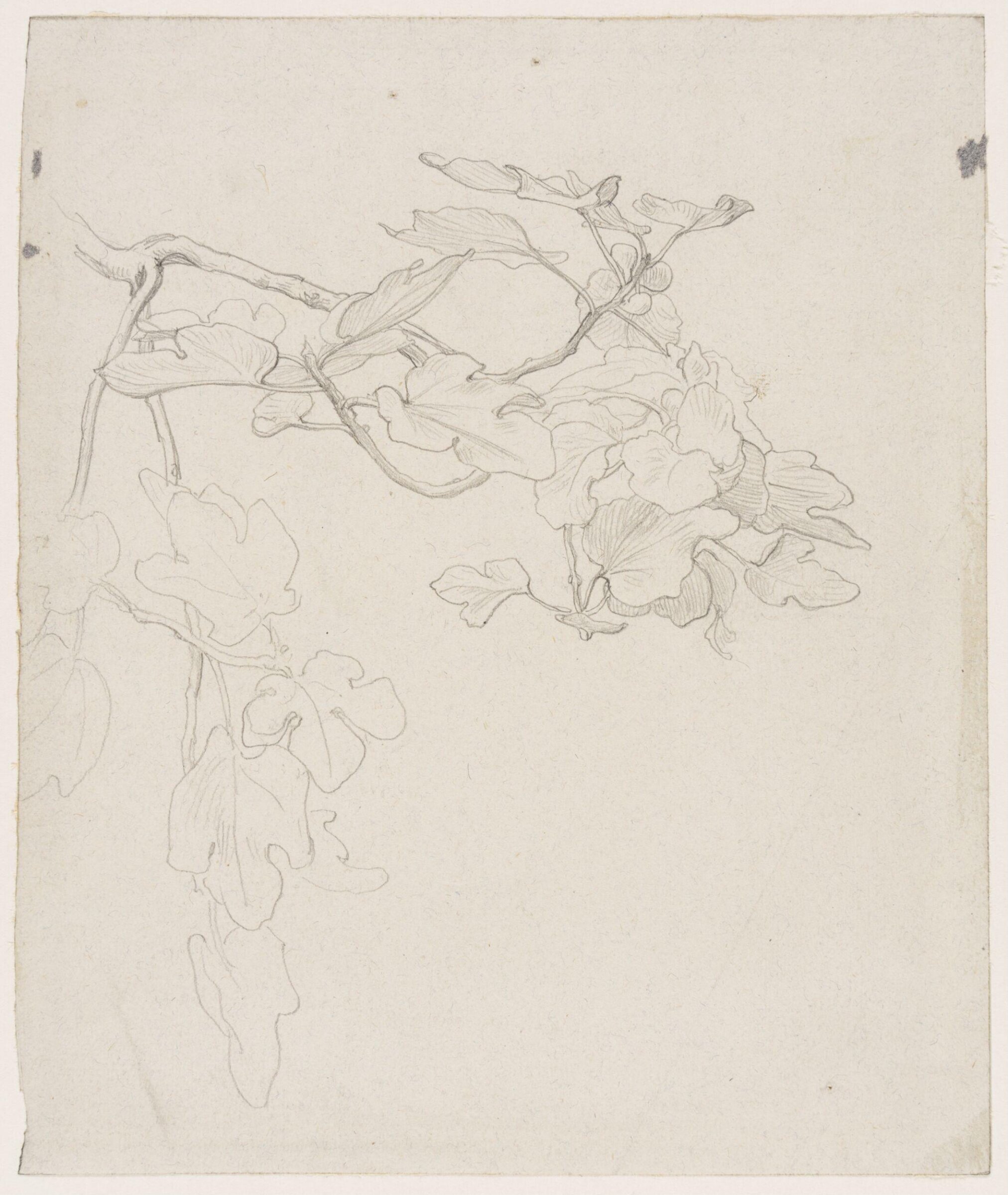 Study of the Stem of a Fig Tree, Frederic Lord Leighton, Mid-19th century