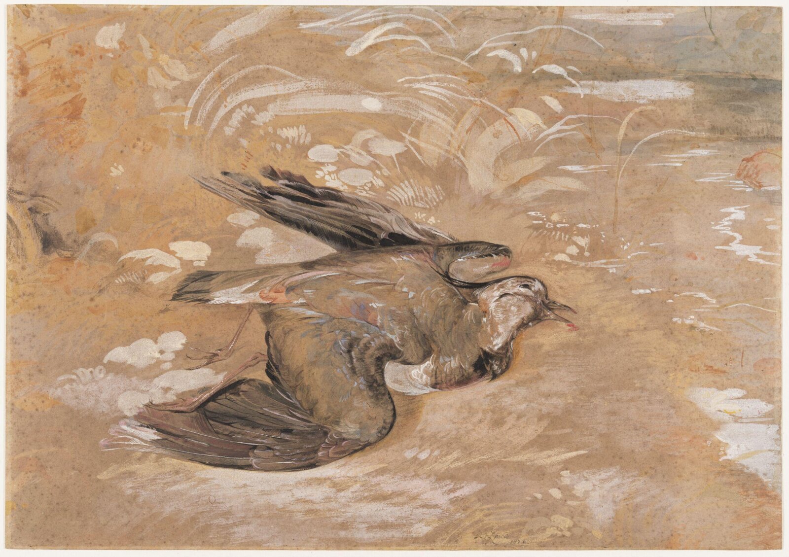 Study of a dead lapwing, John Frederick Lewis, 1826