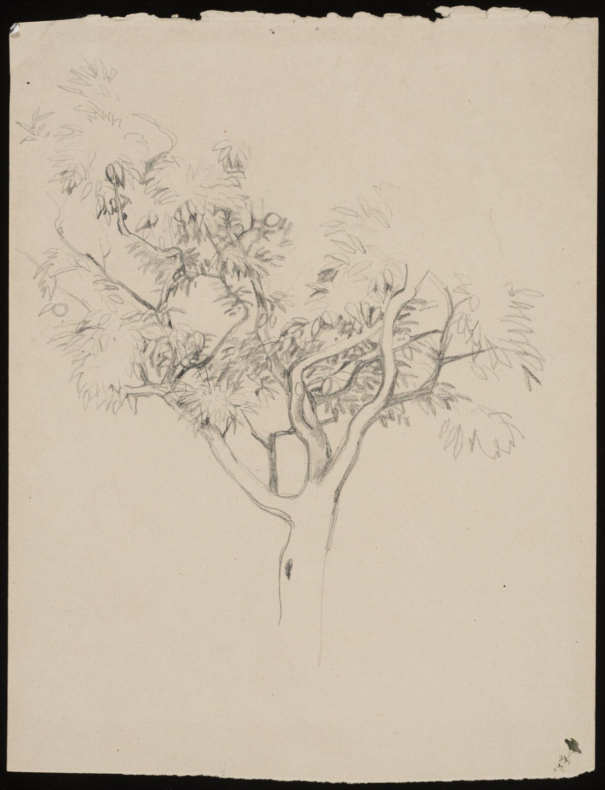 Study of a tree, John Frederick Lewis, 1832- about 1849