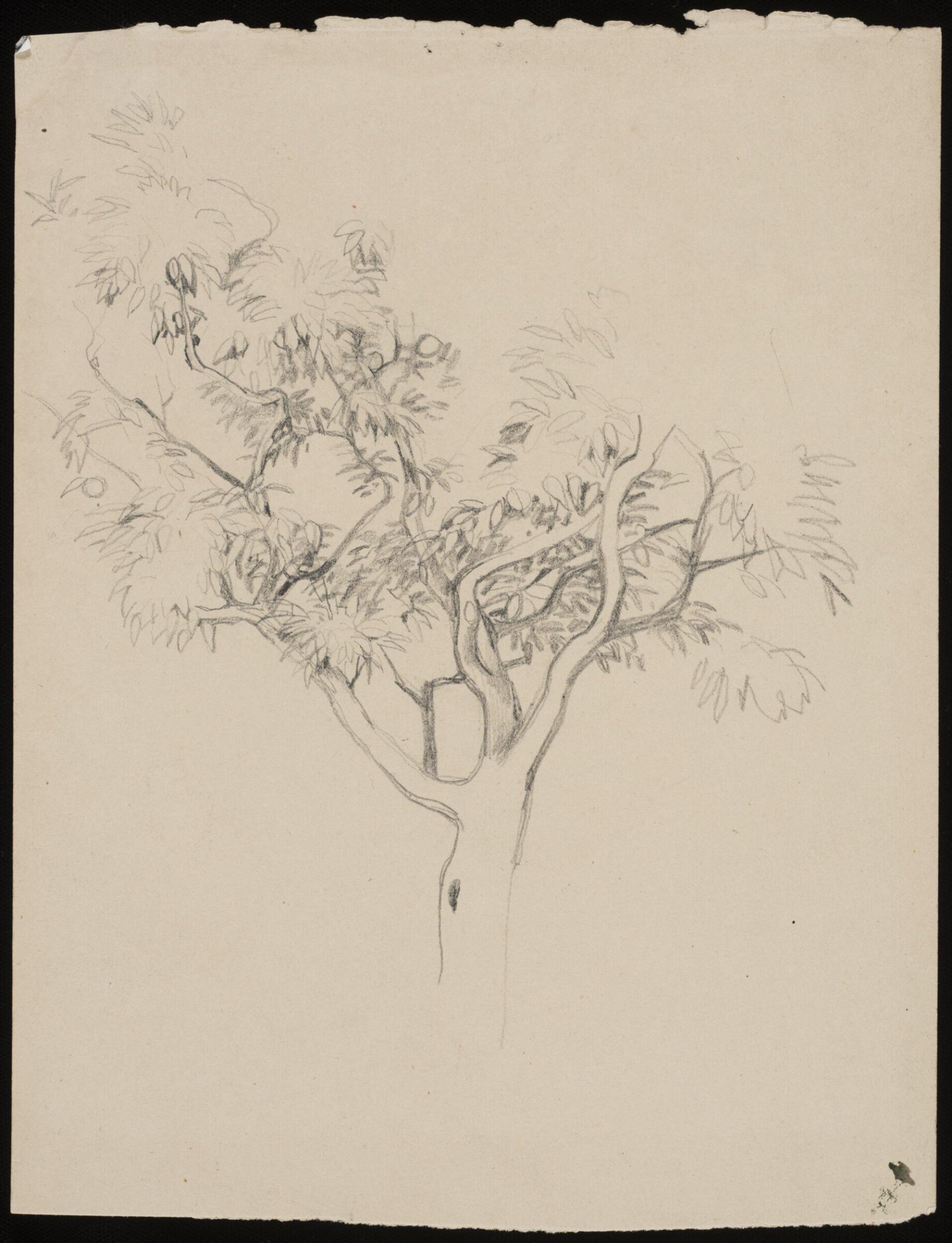 Study of a tree, John Frederick Lewis, 1832- about 1849