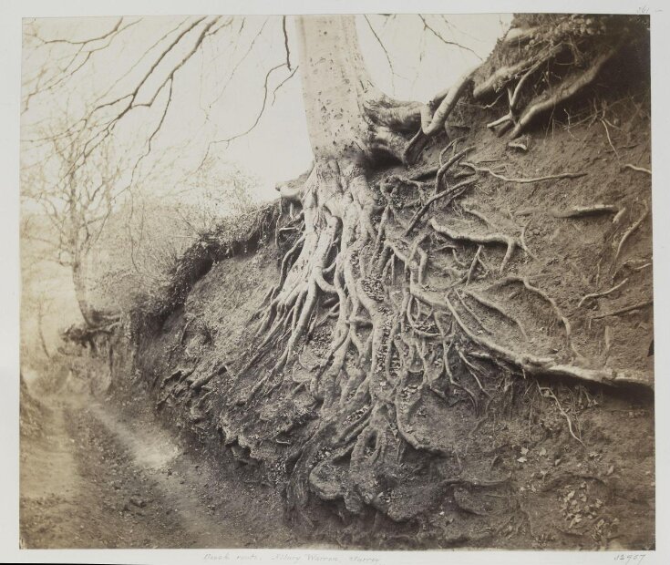 Beech Roots, Albury Warren, Surrey top image