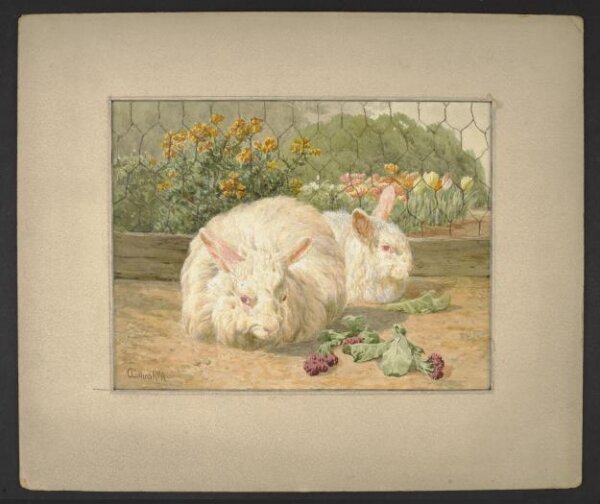 Two white angora rabbits | Nister, Ernest | Collins, Charles | V&A ...