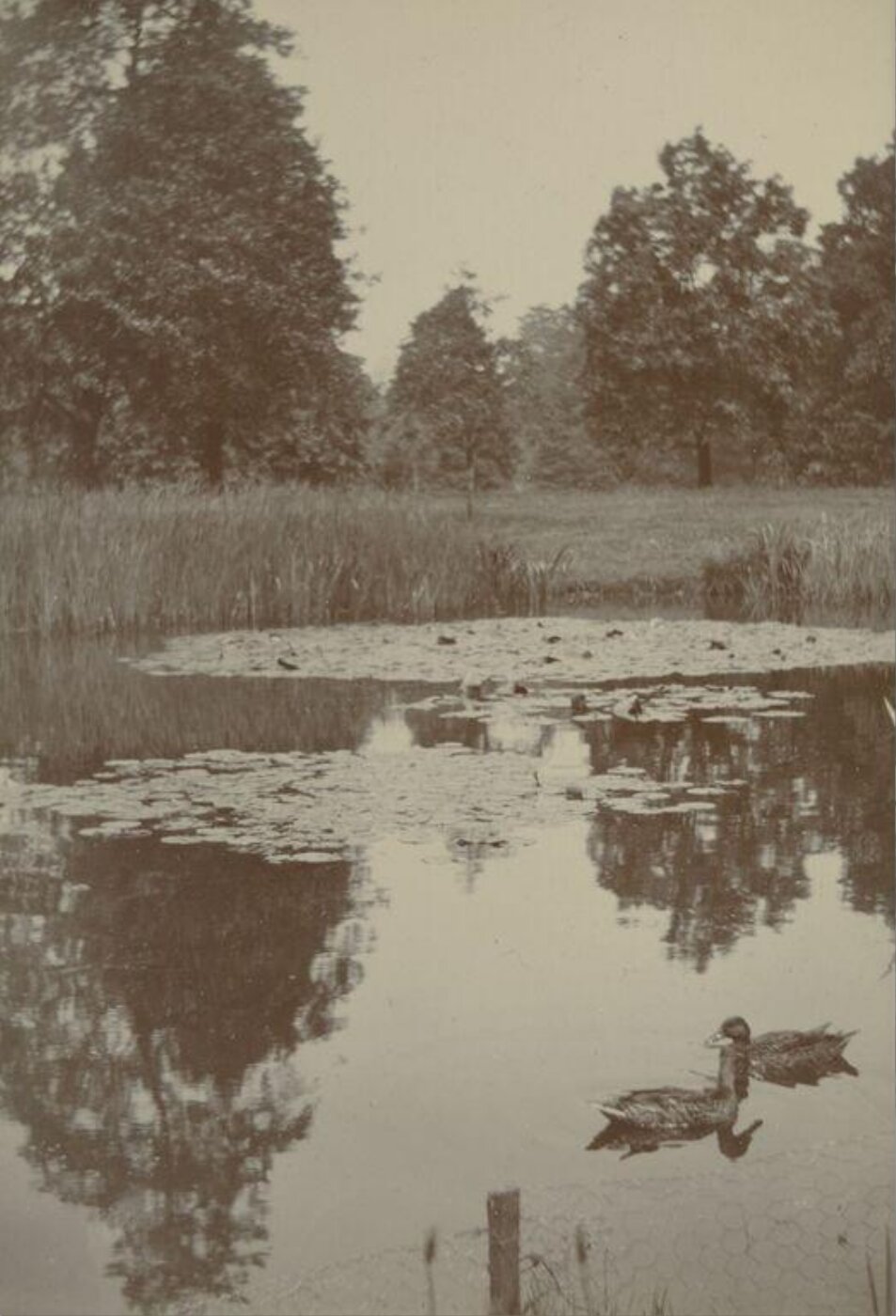 Unknown, Photograph