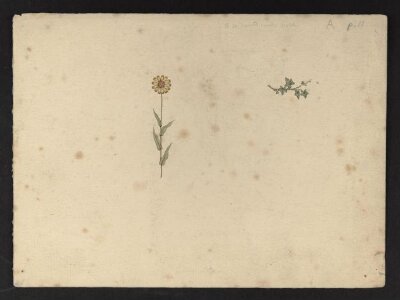 Original illustration for <i>The Language of Flowers</i>