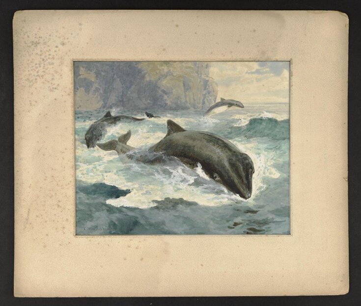 Porpoises top image