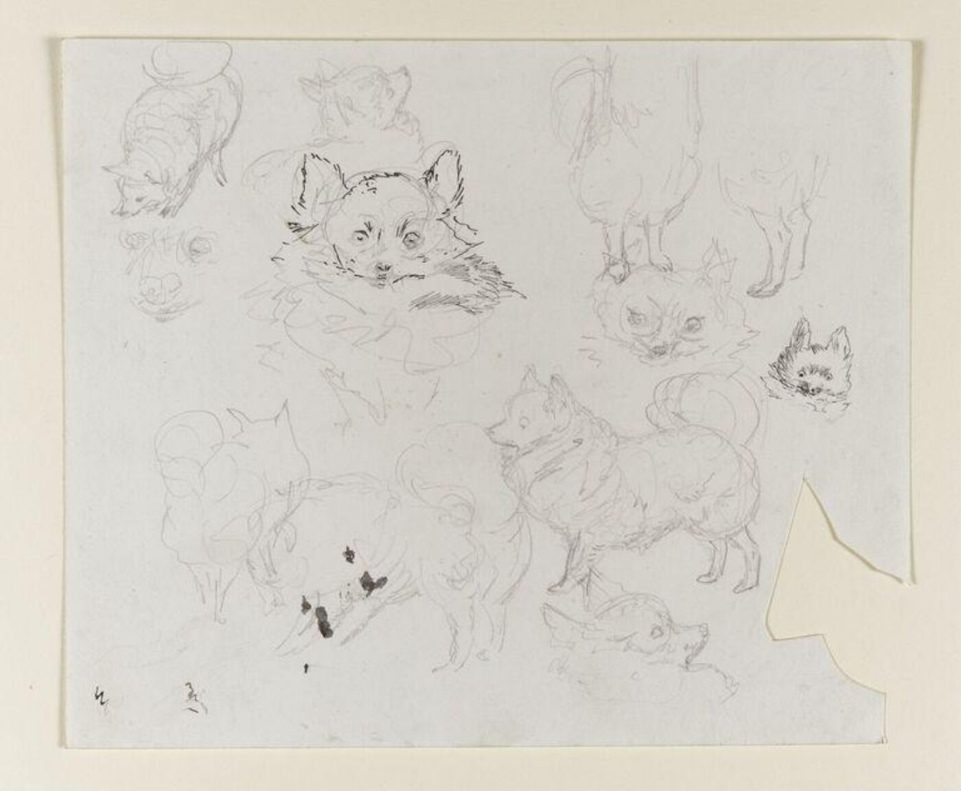 Potter, Beatrix, drawing