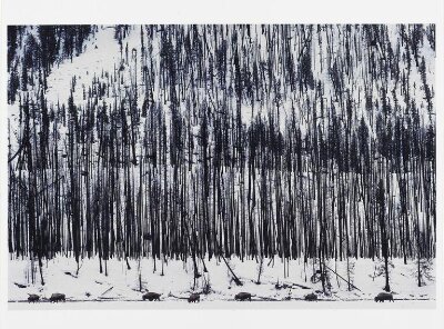 'Yellowstone, USA', hiroji kubota, 1989