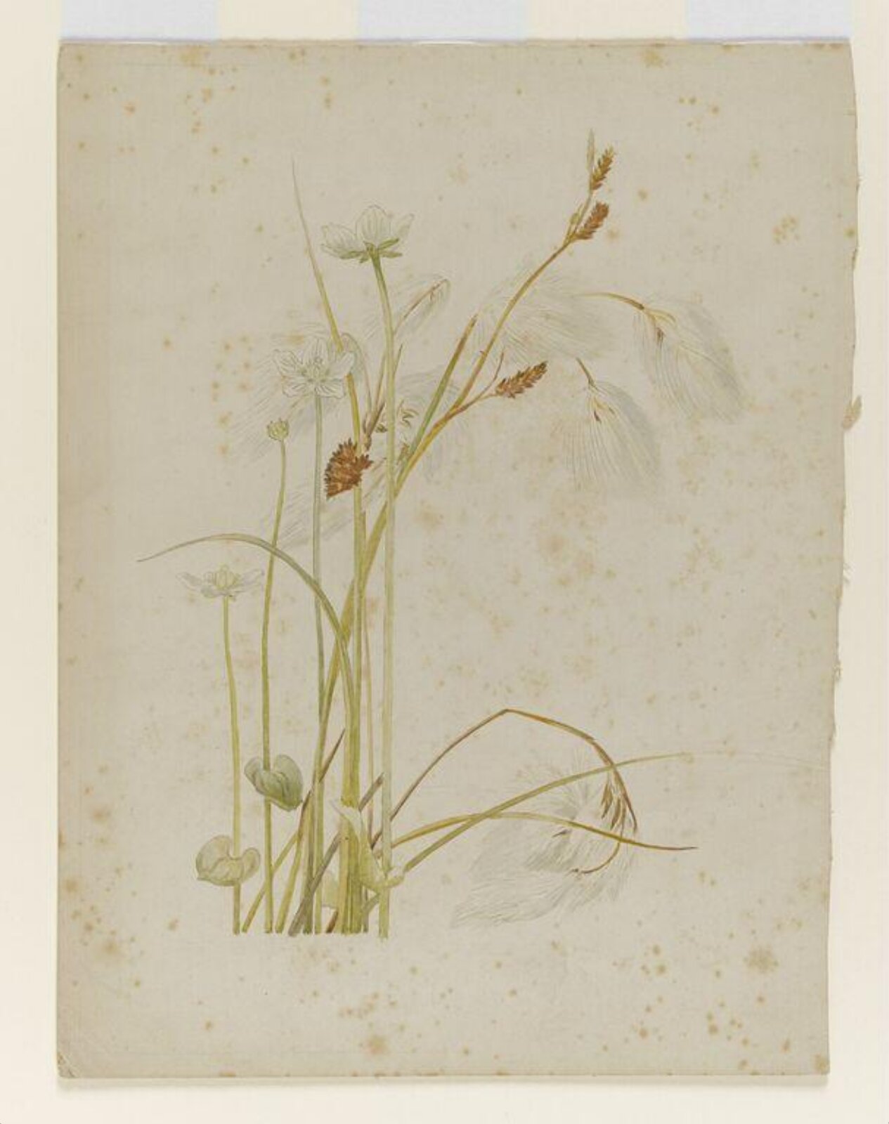 Cotton sedge with white wildflowers, Beatrix Potter, late 19th century-early 20th century