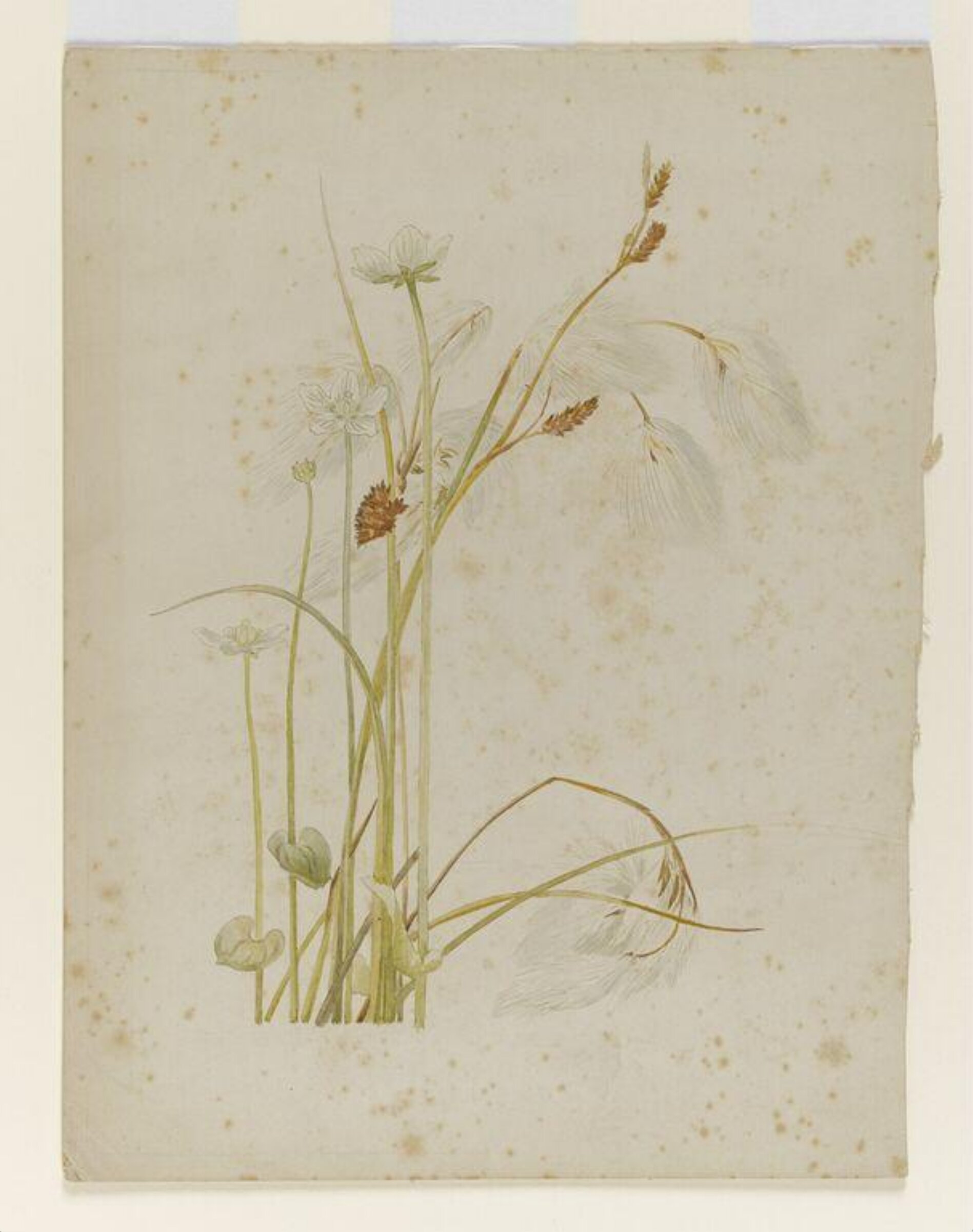 Cotton sedge with white wildflowers, Beatrix Potter, late 19th century-early 20th century