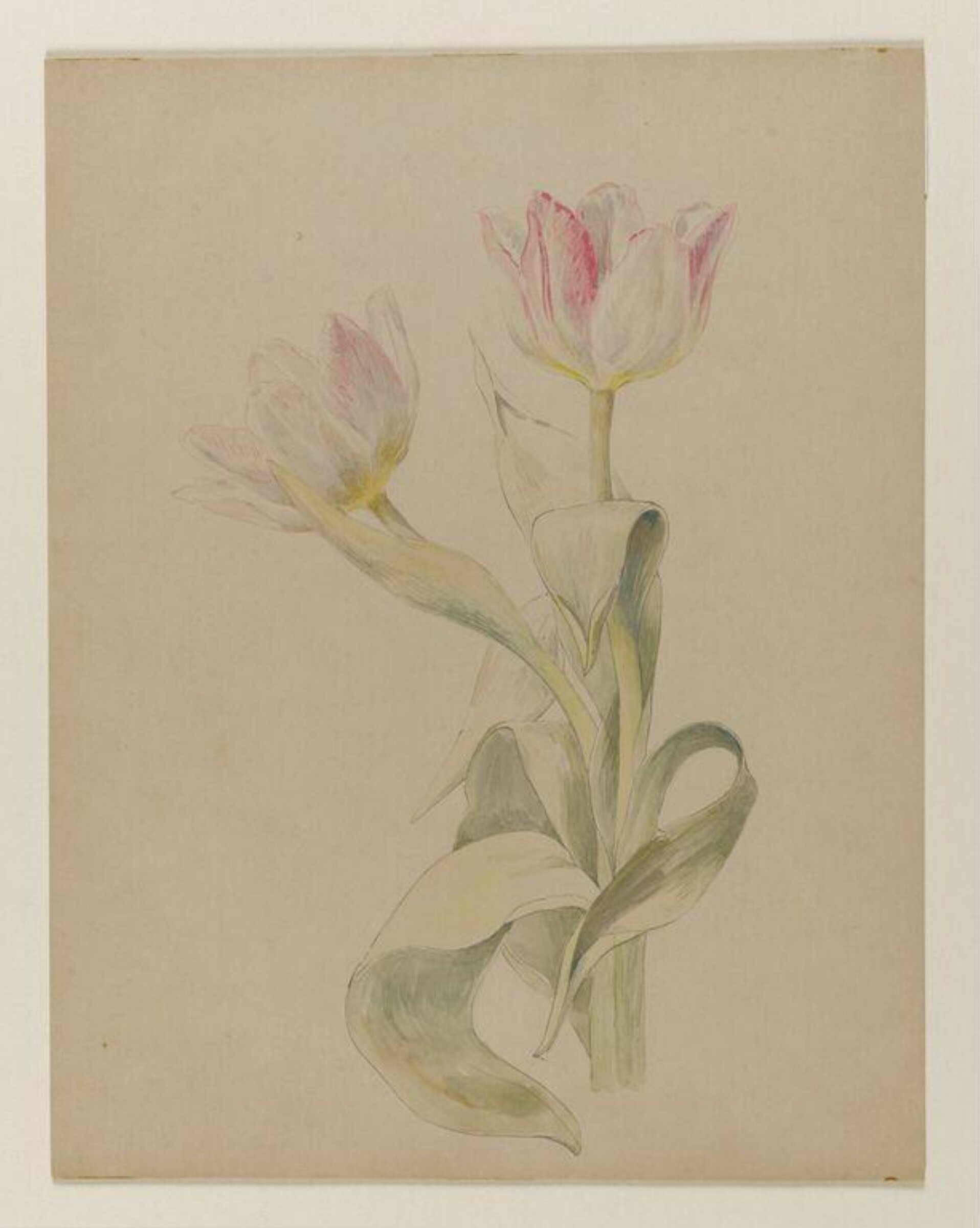 Pink and white tulips, Beatrix Potter, late 19th century-early 20th century
