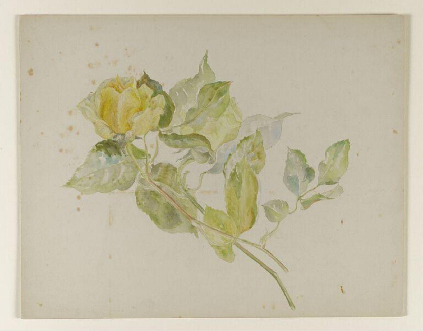 Yellow rose, Beatrix Potter, late 19th century-early 20th century