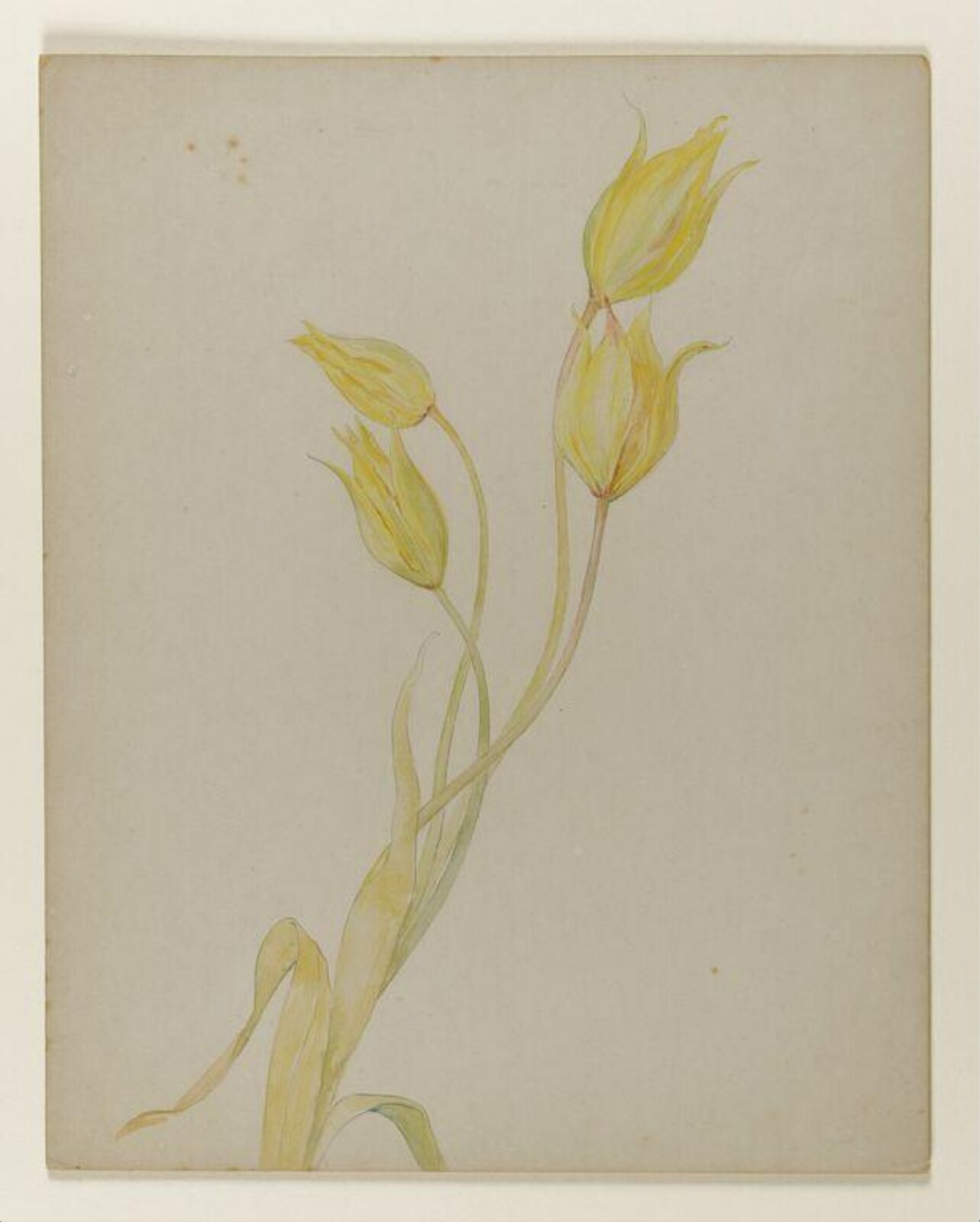 Yellow tulips, Beatrix Potter, late 19th century-early 20th century