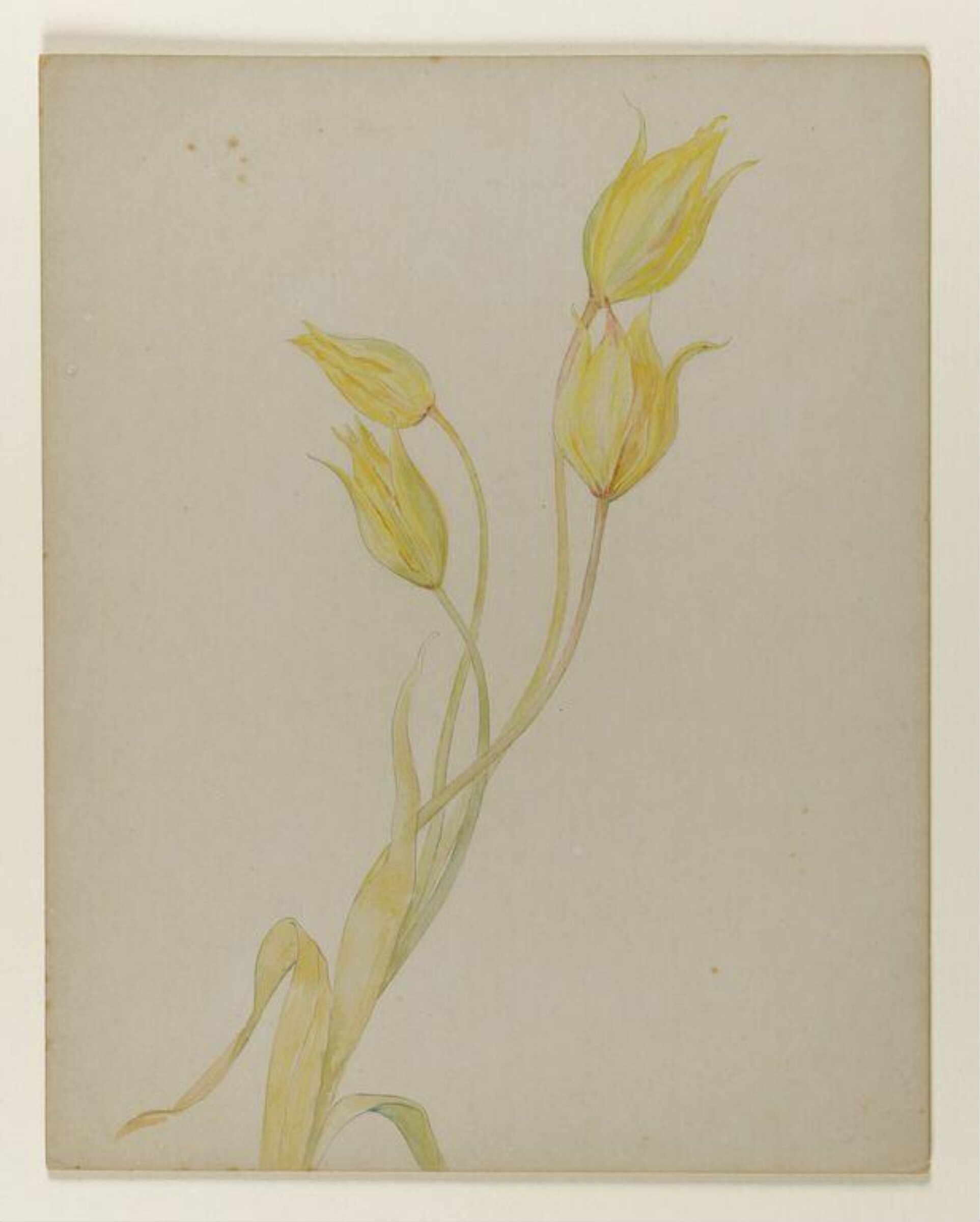 Yellow tulips, Beatrix Potter, late 19th century-early 20th century