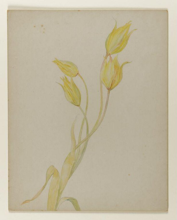 Yellow tulips top image