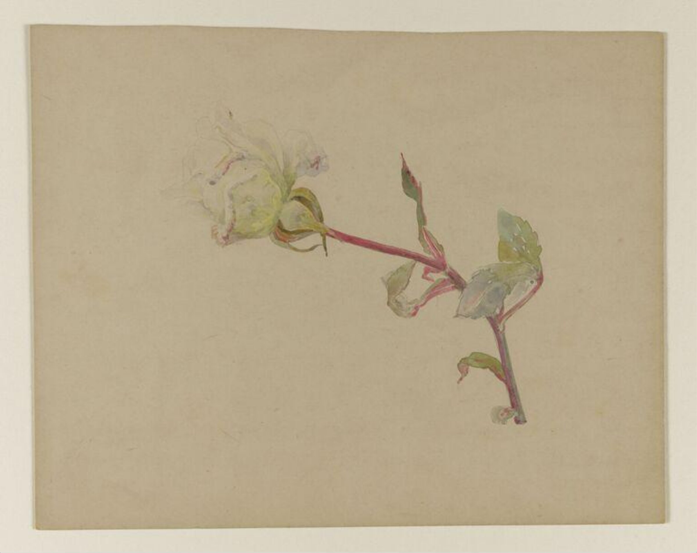 White rose, Beatrix Potter, late 19th century-early 20th century