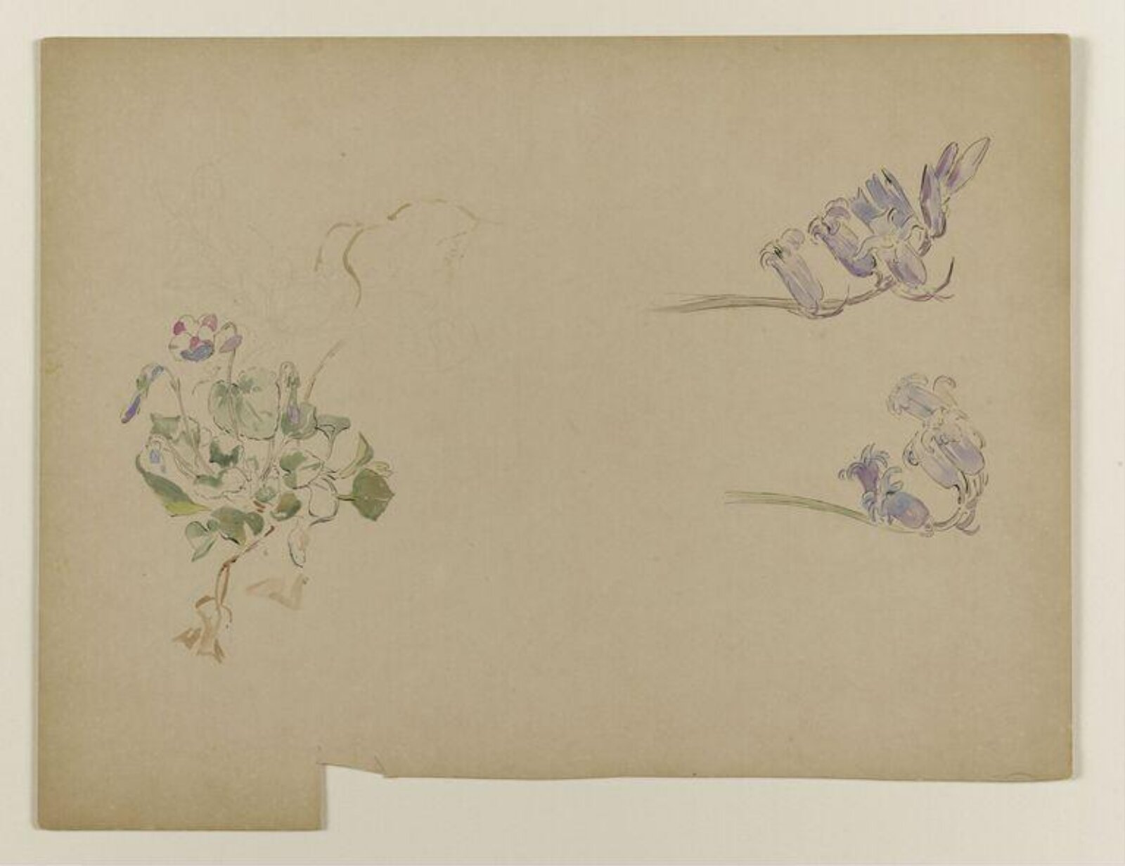 Violets and bluebells, Beatrix Potter, late 19th century-early 20th century