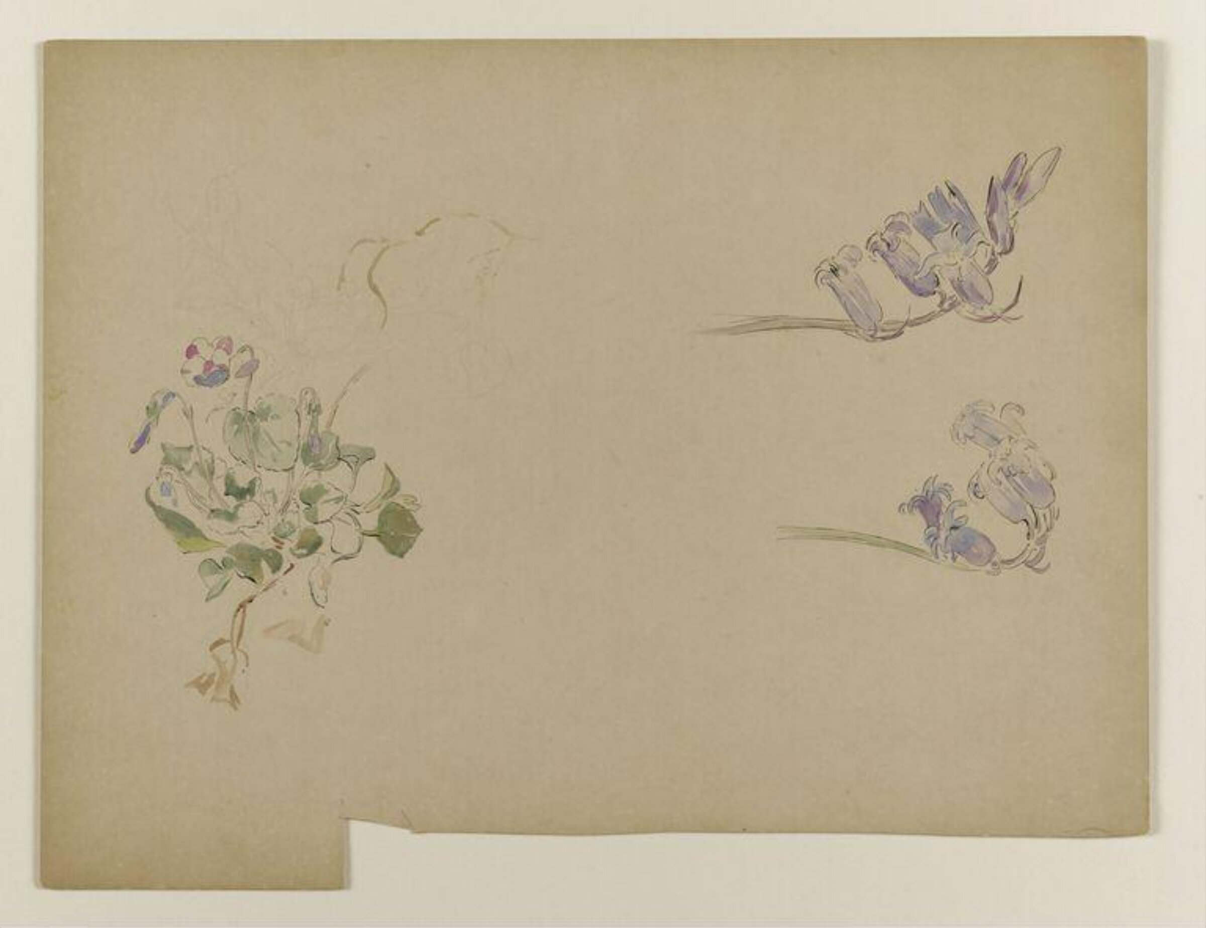 Violets and bluebells, Beatrix Potter, late 19th century-early 20th century