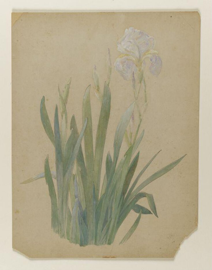 A group of irises, one in flower top image