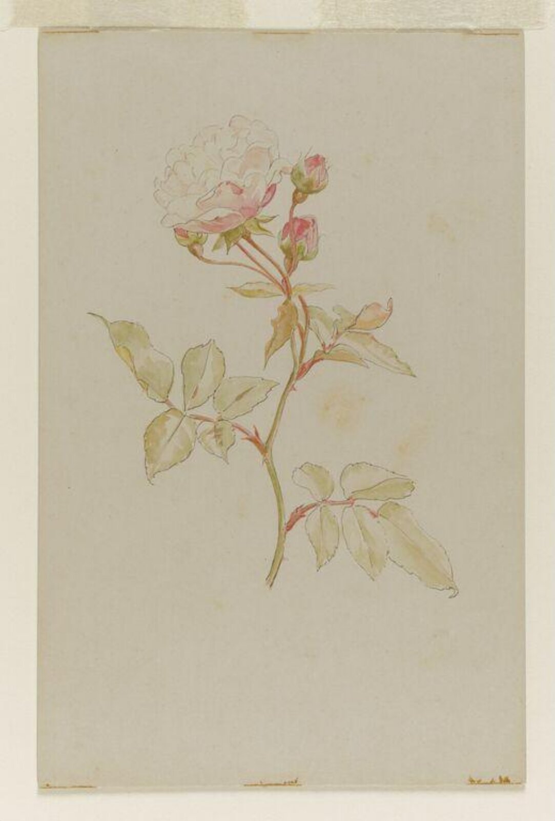 Pink rose, Beatrix Potter, late 19th century-early 20th century