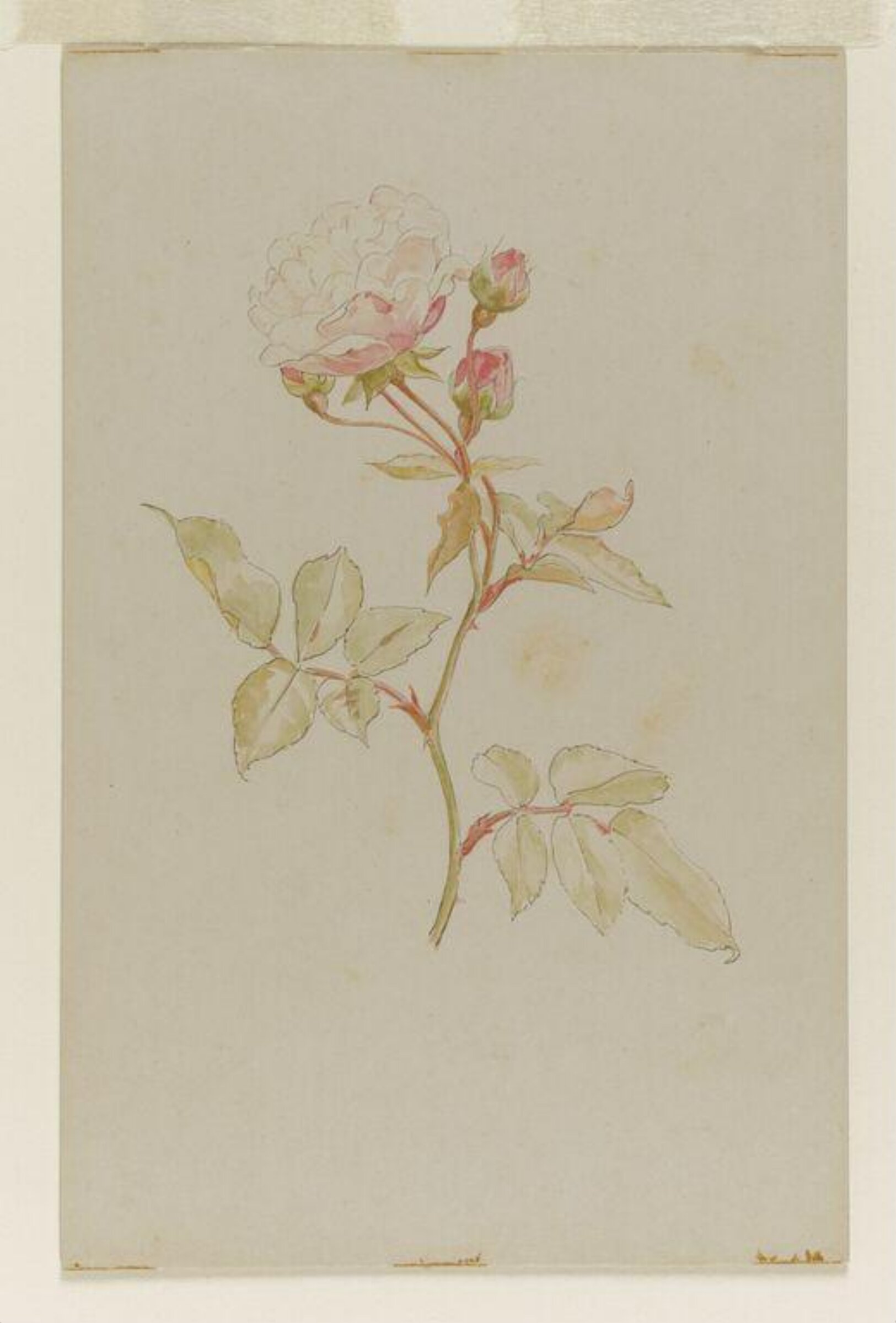 Pink rose, Beatrix Potter, late 19th century-early 20th century