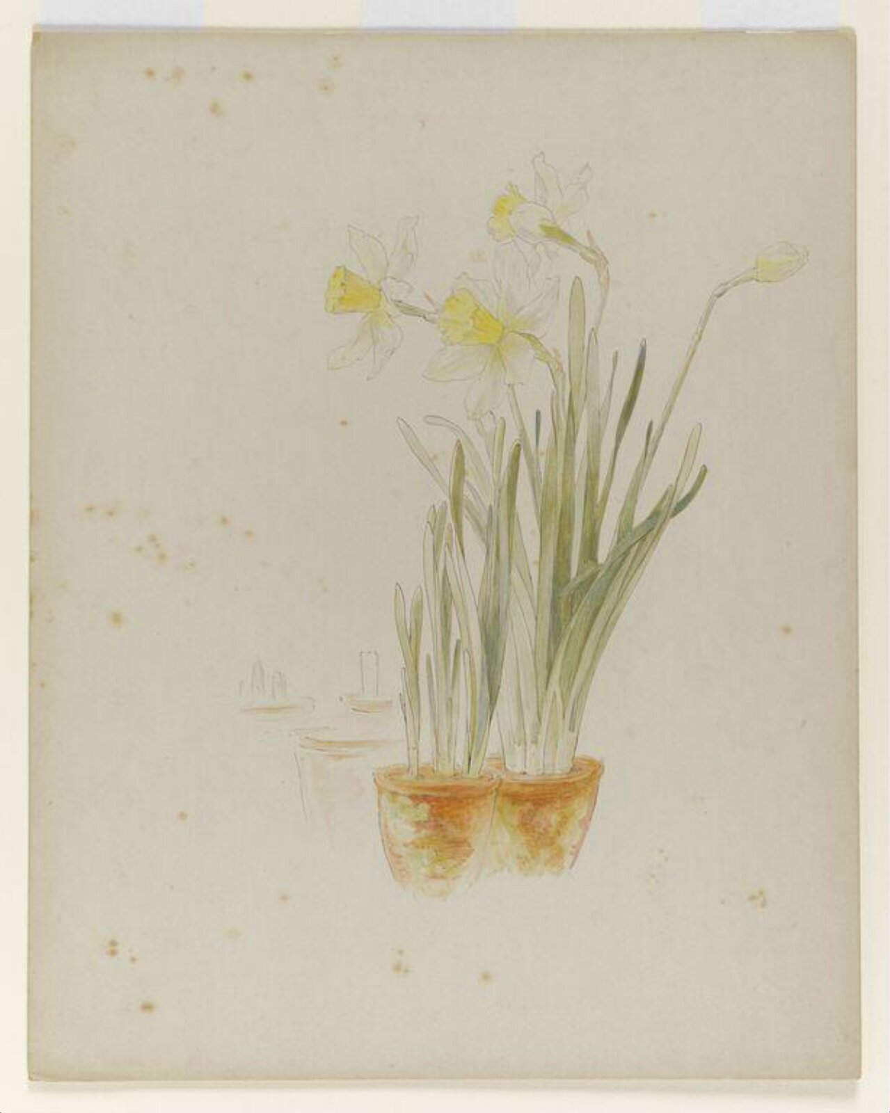 Daffodils and a bud in pots, Beatrix Potter, ca. 1900