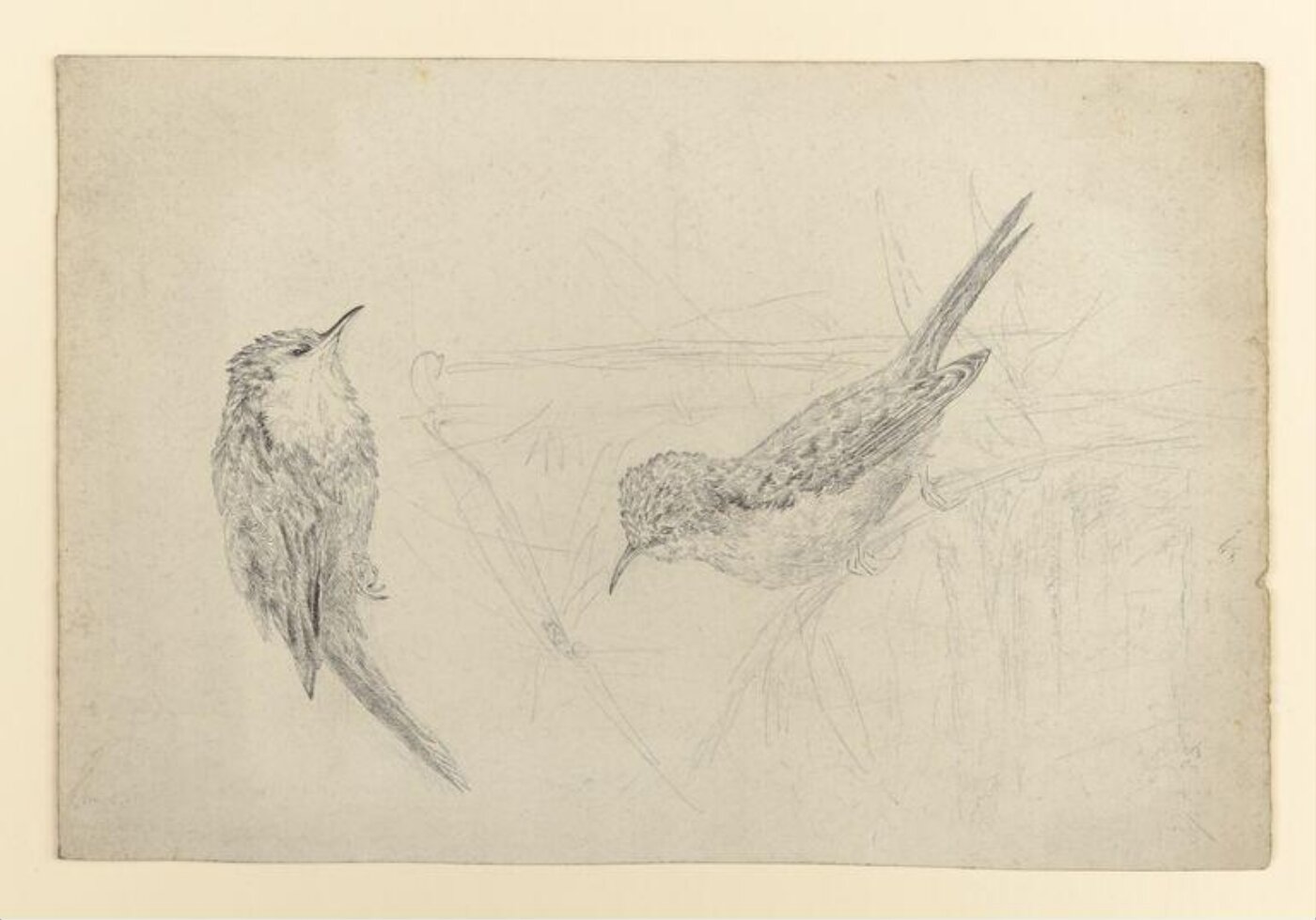 Potter, Beatrix, drawing